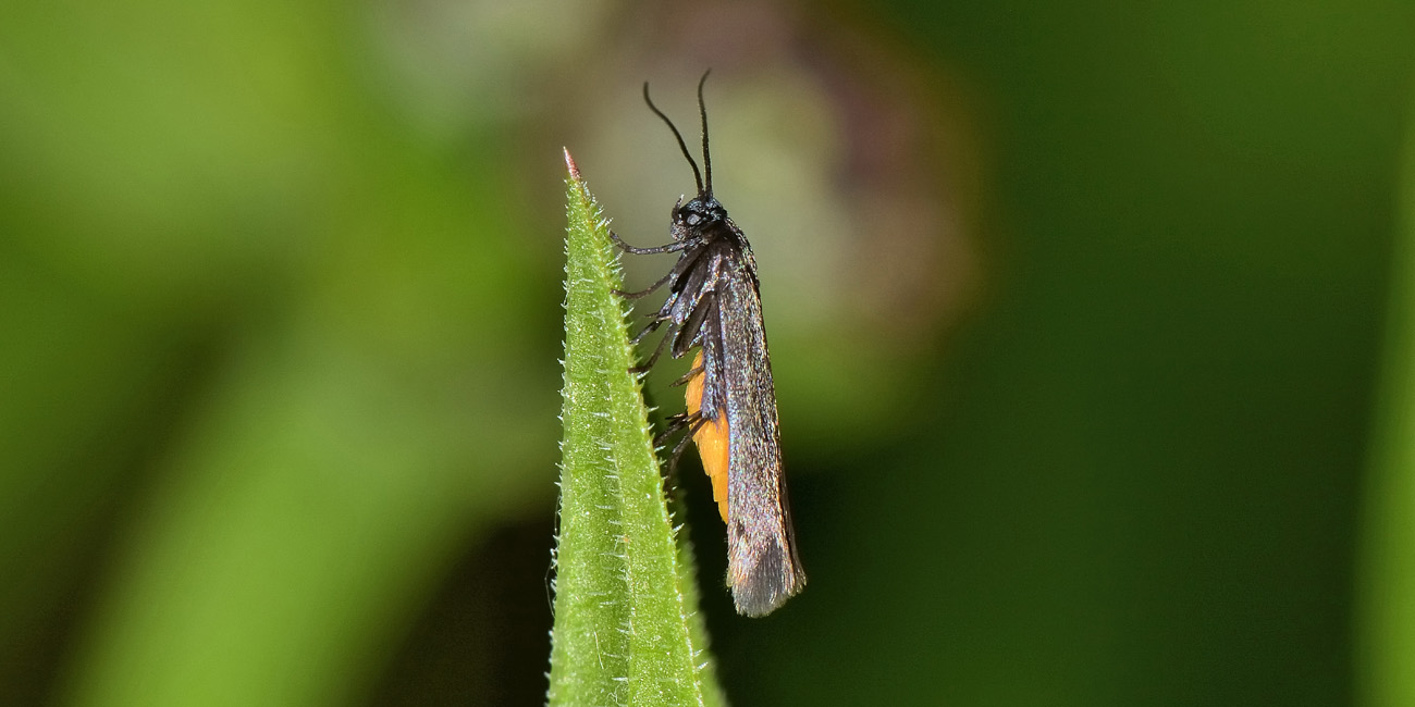 Scythrididae? S, cfr Scythris sinensis